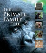 Primate Family Tree