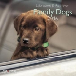 Family Dogs - Labradore & Retriever 2016