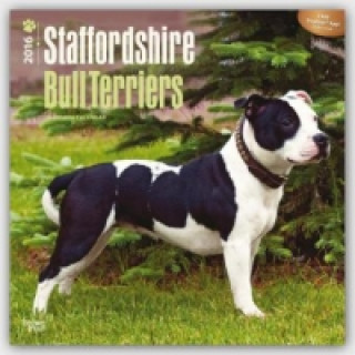 Staffordshire Bull Terriers 2016