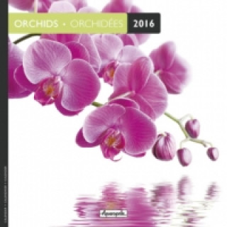 Orchids 2016. Orchidées