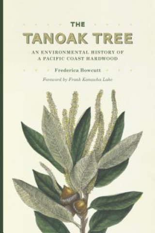 Tanoak Tree