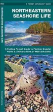 Northeastern Seashore Life