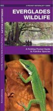 Everglades Wildlife