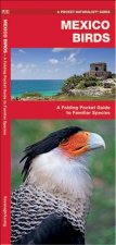 Mexico Birds