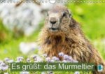 Es grüßt: das Murmeltier (Wandkalender 2016 DIN A4 quer)