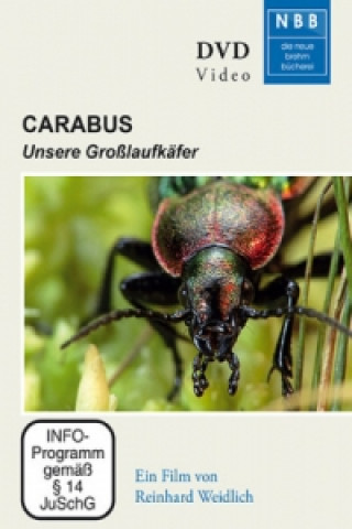 Carabus, 1 DVD