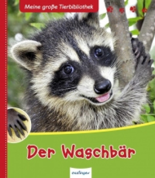 Der Waschbär