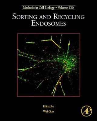 Sorting and Recycling Endosomes