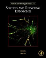 Sorting and Recycling Endosomes