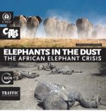 Elephants in the dust