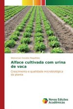 Alface cultivada com urina de vaca