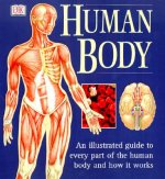 Human Body