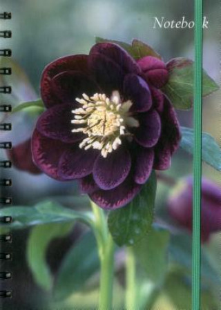 Notebook Hellebore