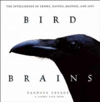 Bird Brains