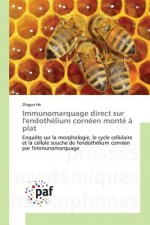 Immunomarquage Direct Sur l'Endothelium Corneen Monte A Plat