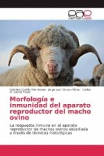 Morfología e inmunidad del aparato reproductor del macho ovino