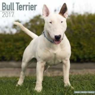 Bull Terrier Calendar 2017
