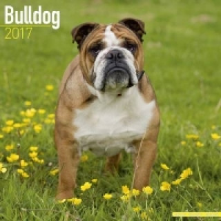 Bulldog Calendar 2017