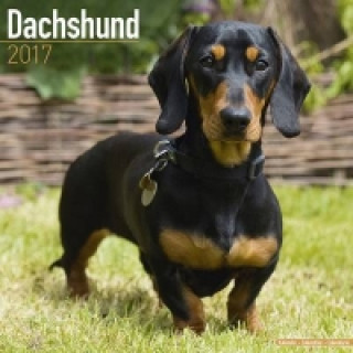 Dachshund Calendar 2017