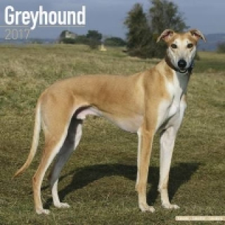 Greyhound Calendar 2017