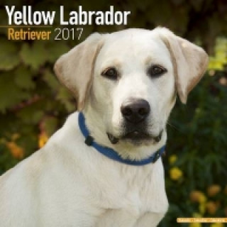 Yellow Labrador Retriever Calendar 2017