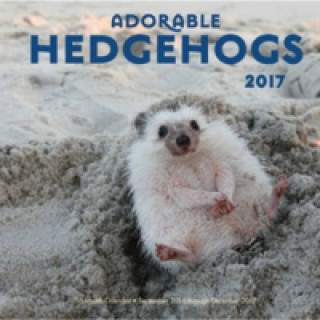 Adorable Hedgehogs
