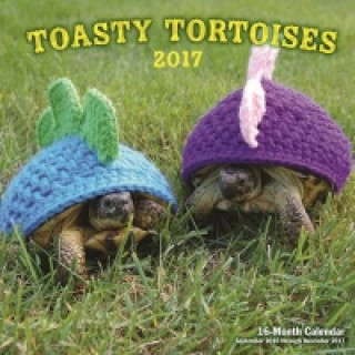 Tortoise in a Sweater