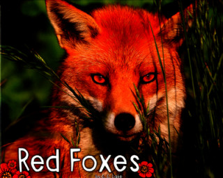 Red Foxes