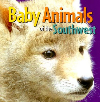 Baby Animals of the Southwest