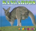 Kangaroos