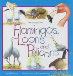 Flamingos, Loons & Pelicans