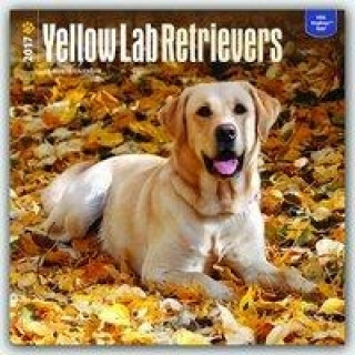 LABRADOR RETRIEVERS YELLOW 2017 WALL CAL