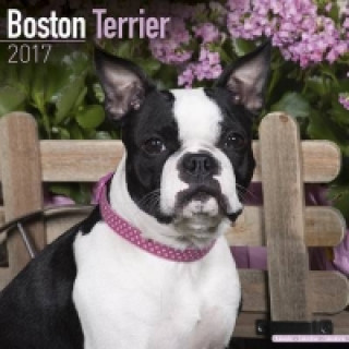 Boston Terrier Calendar 2017