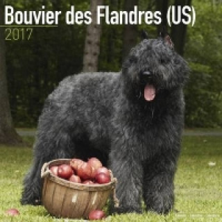 Bouvier des Flandres (US) Calendar 2017