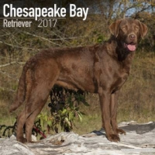 Chesapeake Bay Retriever Calendar 2017