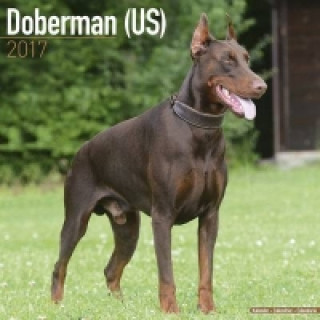 Doberman (US) Calendar 2017