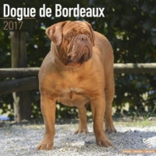 Dogue de Bordeaux Calendar 2017