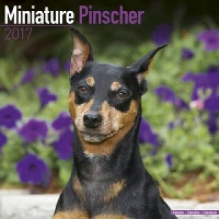 Miniature Pinscher Calendar 2017