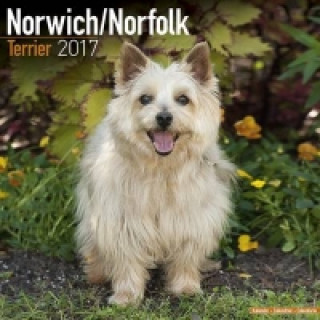 Norwich/Norfolk Terrier Calendar 2017