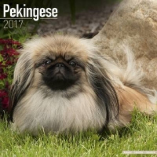 Pekingese Calendar 2017