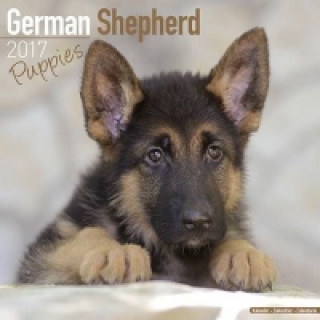 German Shepherd Puppies Calendar 2017