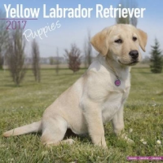 Yellow Labrador Retriever Puppies Calendar 2017