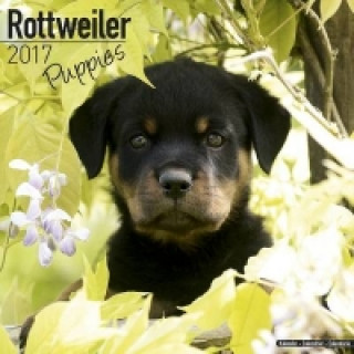 Rottweiler Puppies Calendar 2017