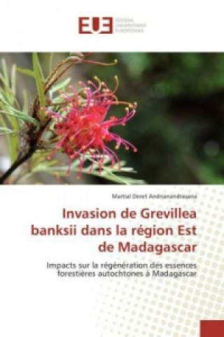 Invasion de Grevillea banksii dans la région Est de Madagascar