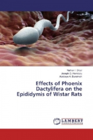Effects of Phoenix Dactylifera on the Epididymis of Wistar Rats