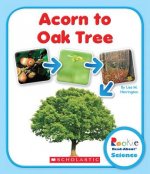 Acorn to Oak Tree (Rookie Read-About Science: Life Cycles)