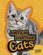 American Shorthair Cats