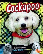 Cockapoo