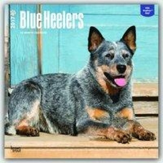 Blue Heelers 2017 Calendar