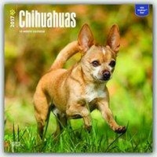 Chihuahuas 2017 Calendar